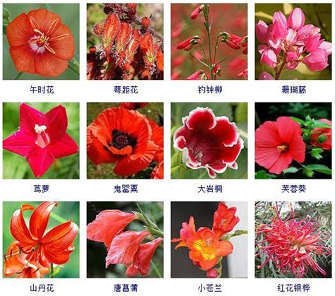 紅色小花植物